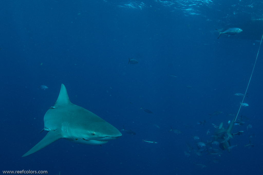 Florida Shark Diving, Florida, USA;  1/250 sec at f / 9,0, 17 mm