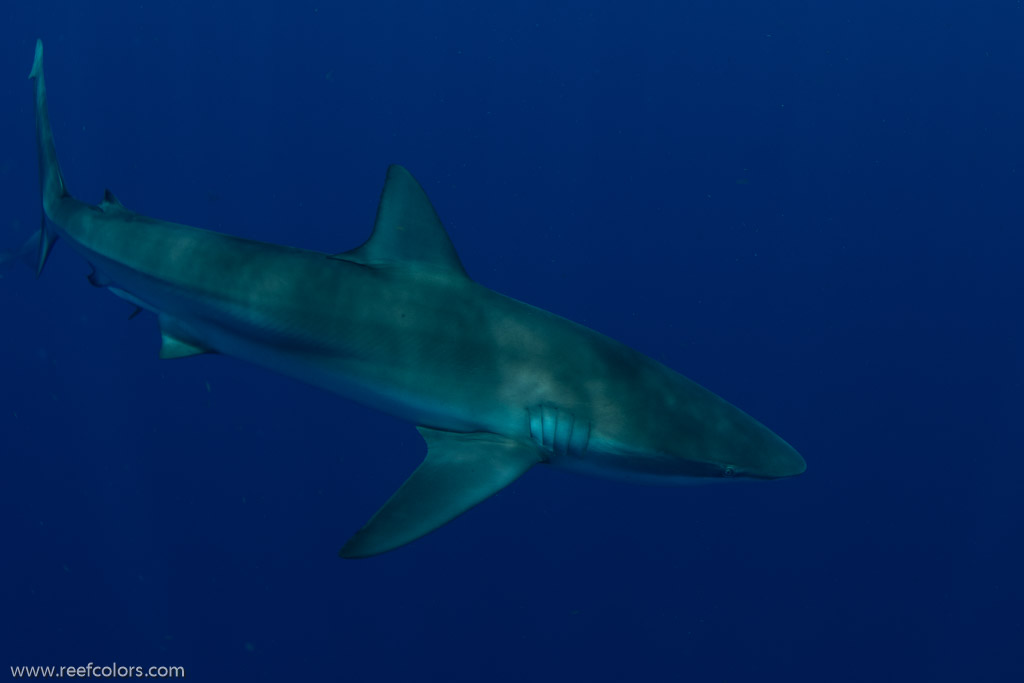 Florida Shark Diving, Florida, USA;  1/250 sec at f / 8,0, 17 mm