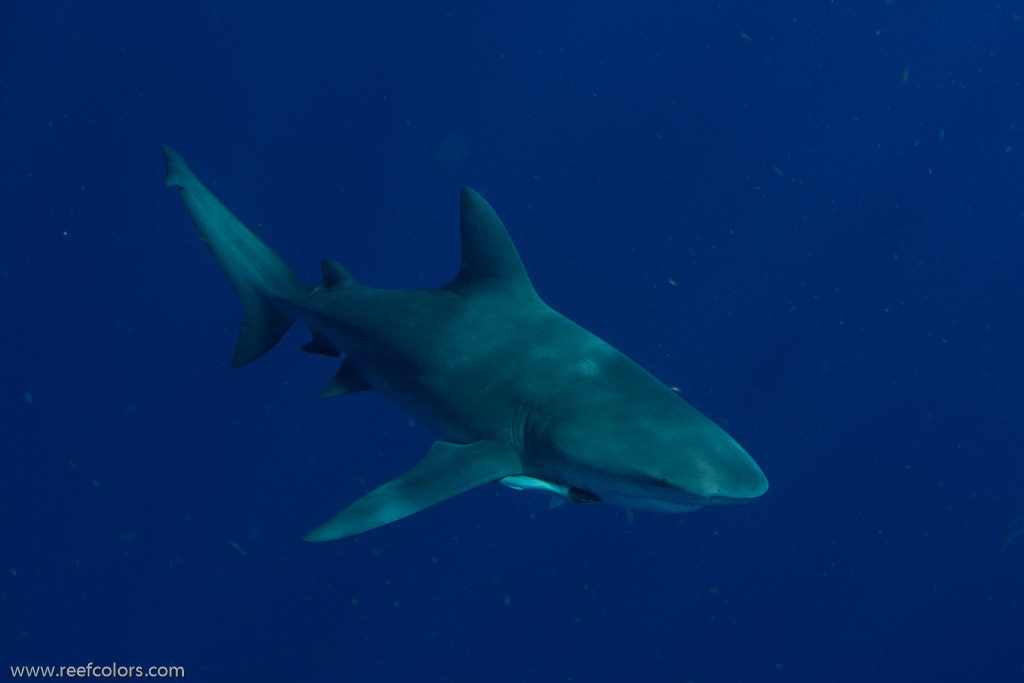 Florida Shark Diving, Florida, USA;  1/250 sec at f / 8,0, 17 mm