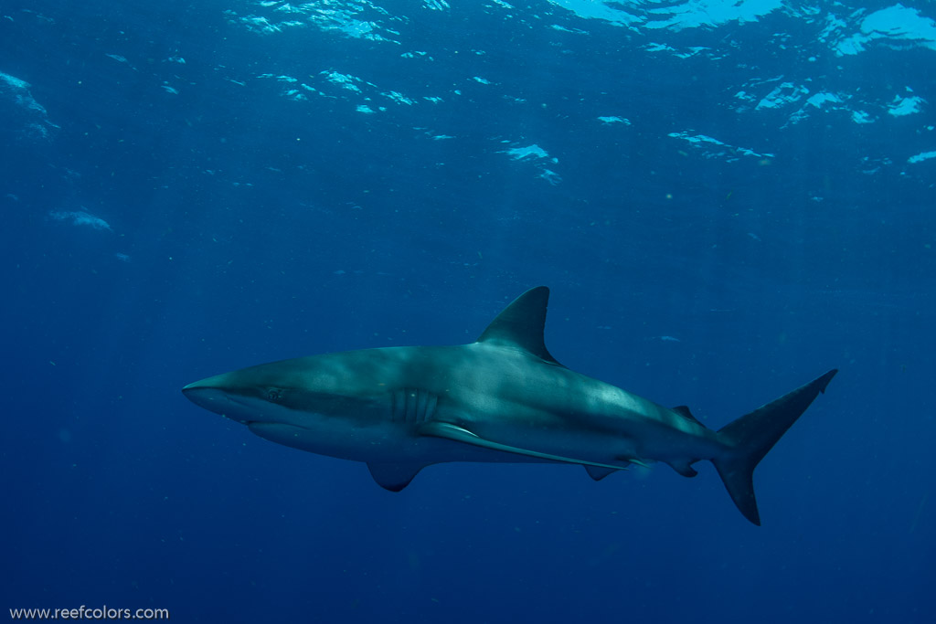 Florida Shark Diving, Florida, USA;  1/250 sec at f / 8,0, 17 mm