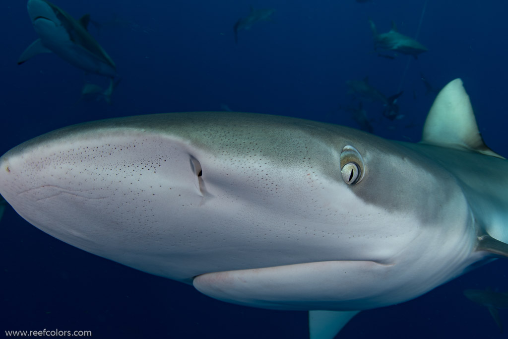 Florida Shark Diving, Florida, USA;  1/250 sec at f / 8,0, 17 mm