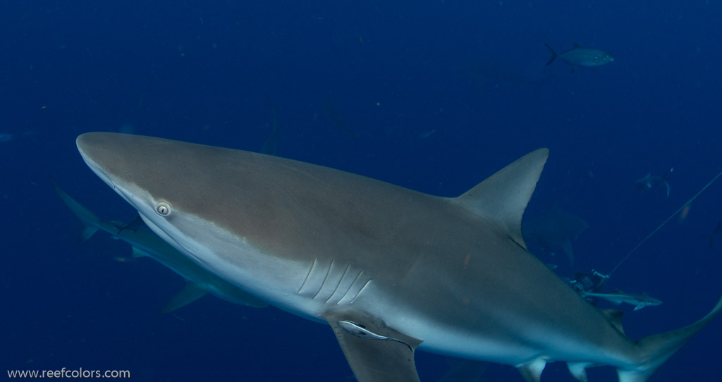 Florida Shark Diving, Florida, USA;  1/250 sec at f / 8,0, 17 mm