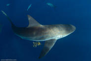 Florida Shark Diving, Florida, USA;  1/250 sec at f / 7,1, 13 mm