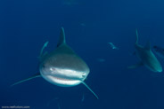 Florida Shark Diving, Florida, USA;  1/250 sec at f / 7,1, 16 mm