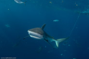 Florida Shark Diving, Florida, USA;  1/250 sec at f / 7,1, 10 mm