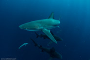 Florida Shark Diving, Florida, USA;  1/250 sec at f / 9,0, 10 mm