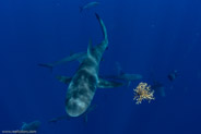 Florida Shark Diving, Florida, USA;  1/250 sec at f / 8,0, 17 mm