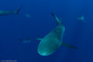 Florida Shark Diving, Florida, USA;  1/250 sec at f / 8,0, 17 mm