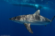 Florida Shark Diving, Florida, USA;  1/250 sec at f / 8,0, 17 mm