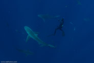 Florida Shark Diving, Florida, USA;  1/250 sec at f / 8,0, 17 mm