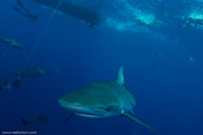 Florida Shark Diving, Florida, USA;  1/250 sec at f / 8,0, 17 mm