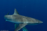 Florida Shark Diving, Florida, USA;  1/250 sec at f / 8,0, 17 mm