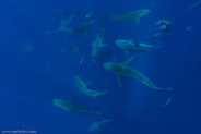 Florida Shark Diving, Florida, USA;  1/250 sec at f / 8,0, 17 mm