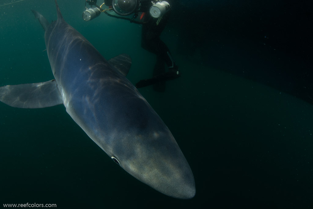 Shark Diving, Rhode Island, USA;  1/200 sec at f / 11, 12 mm