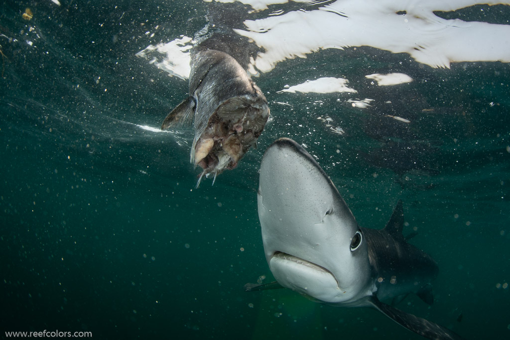 Shark Diving, Rhode Island, USA;  1/200 sec at f / 11, 12 mm