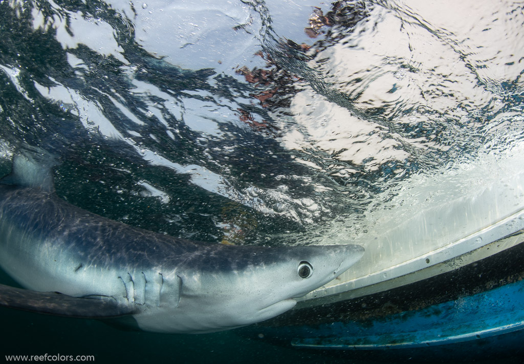 Shark Diving, Rhode Island, USA;  1/200 sec at f / 11, 12 mm