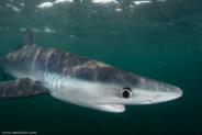 Shark Diving, Rhode Island, USA;  1/200 sec at f / 11, 12 mm