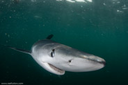 Shark Diving, Rhode Island, USA;  1/200 sec at f / 11, 12 mm