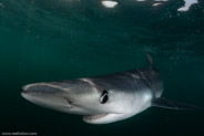 Shark Diving, Rhode Island, USA;  1/200 sec at f / 11, 12 mm