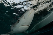 Shark Diving, Rhode Island, USA;  1/250 sec at f / 11, 13 mm