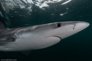 Shark Diving, Rhode Island, USA;  1/250 sec at f / 11, 13 mm