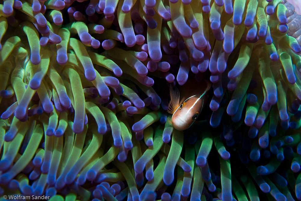 Pink Anemonefish (Amphiprion perideraion)