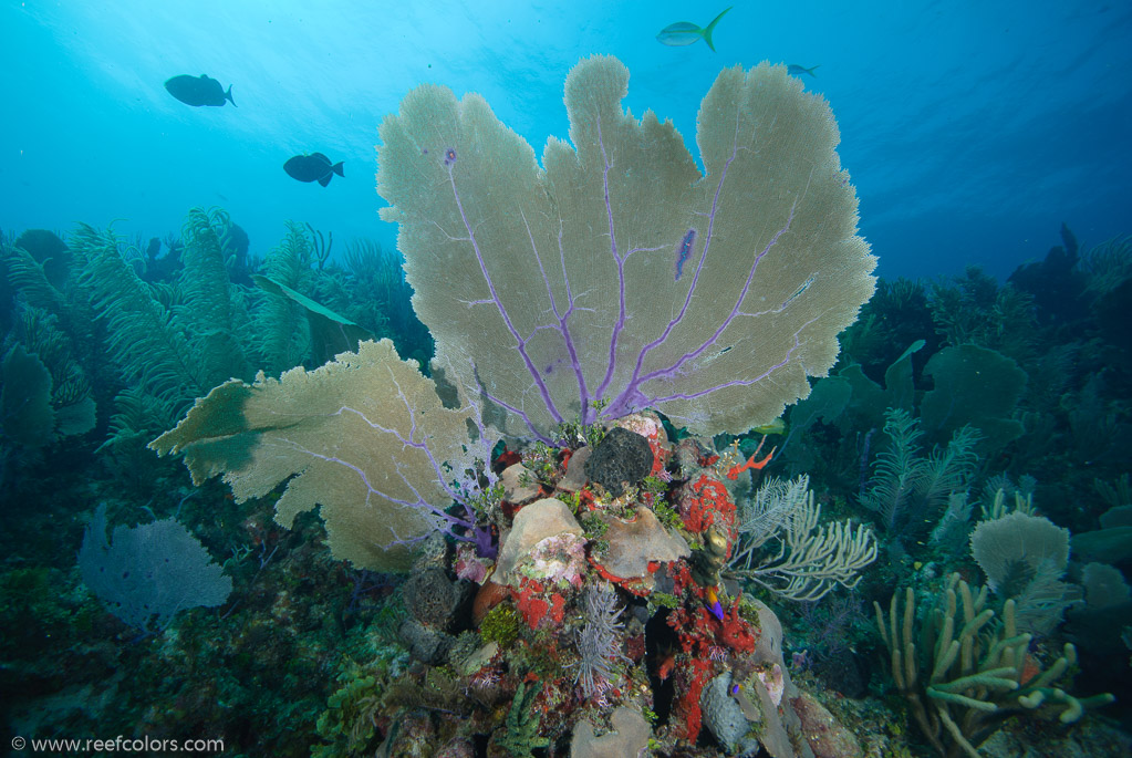(Common Sea Fan (Gorgonia ventalina)) - Colors of the Reef - Underwater ...